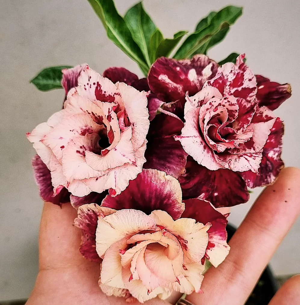 Adenium Cruella 6 Seeds