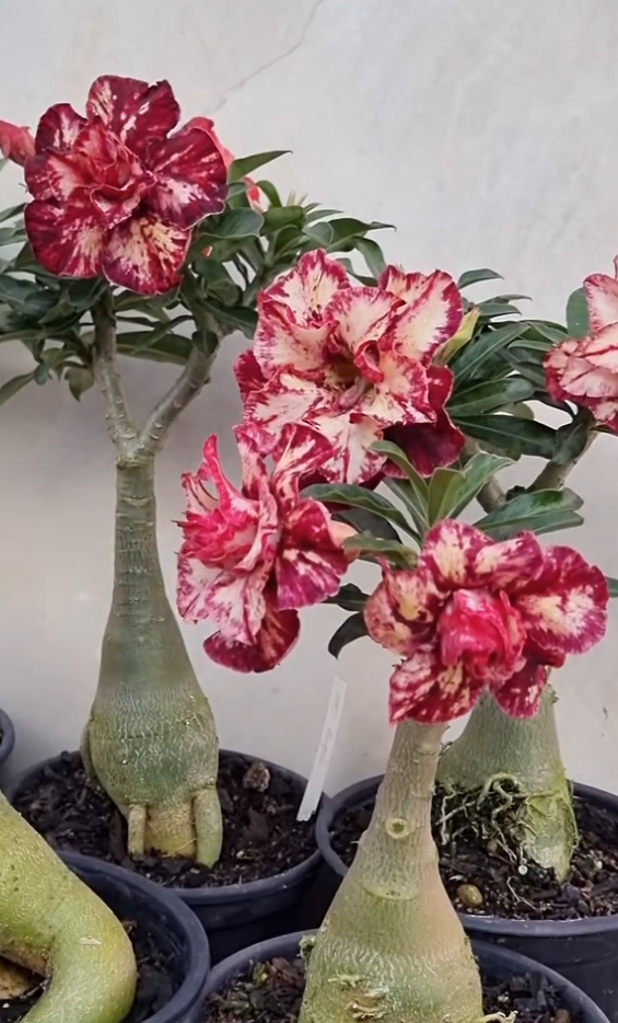 Adenium Cruella 6 Seeds