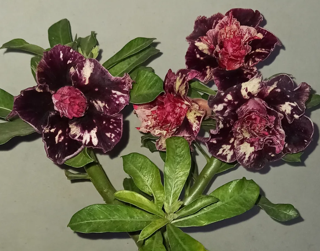 Adenium Mong Cam 6 Seeds
