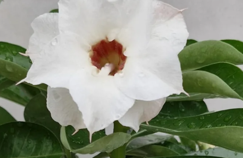 Adenium Dorina 6 Seeds