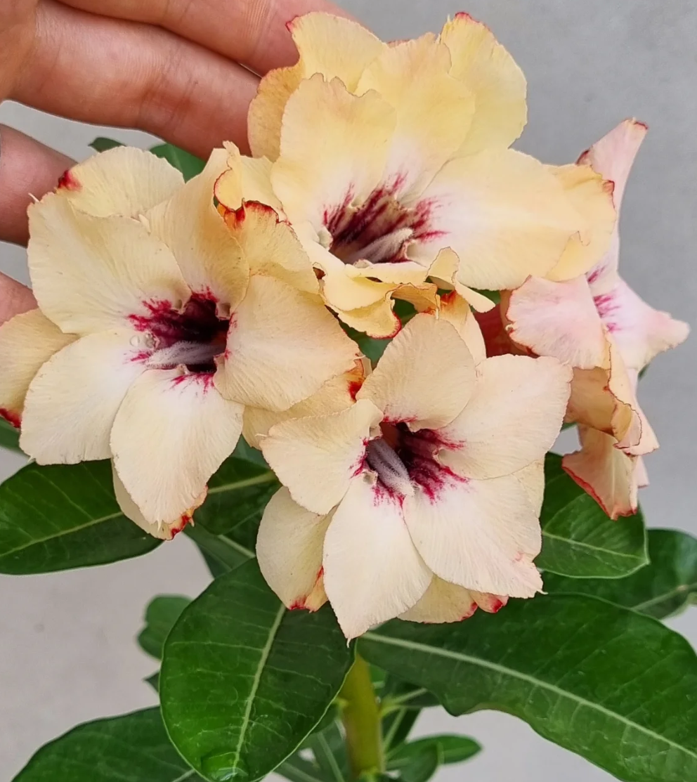 Adenium Forever Love 6 Seeds