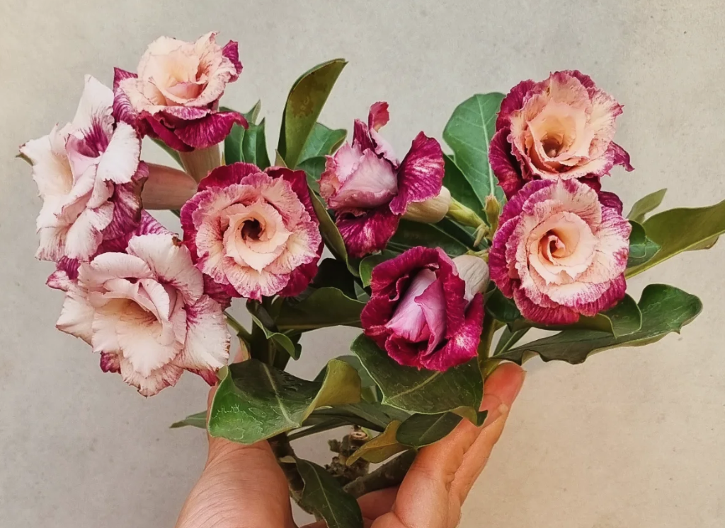 Adenium Enrique 6 Seeds