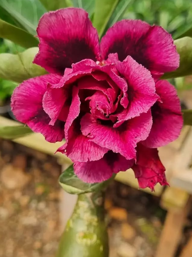 Adenium Linda 6 Seeds