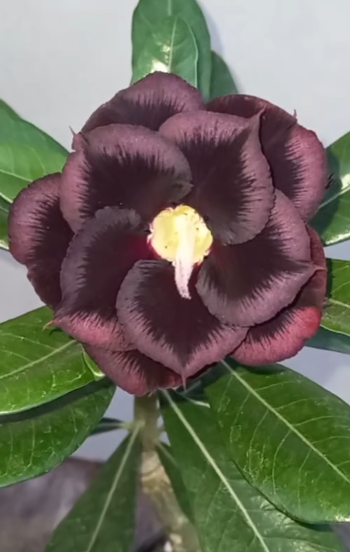 Adenium Torino 6 Seeds