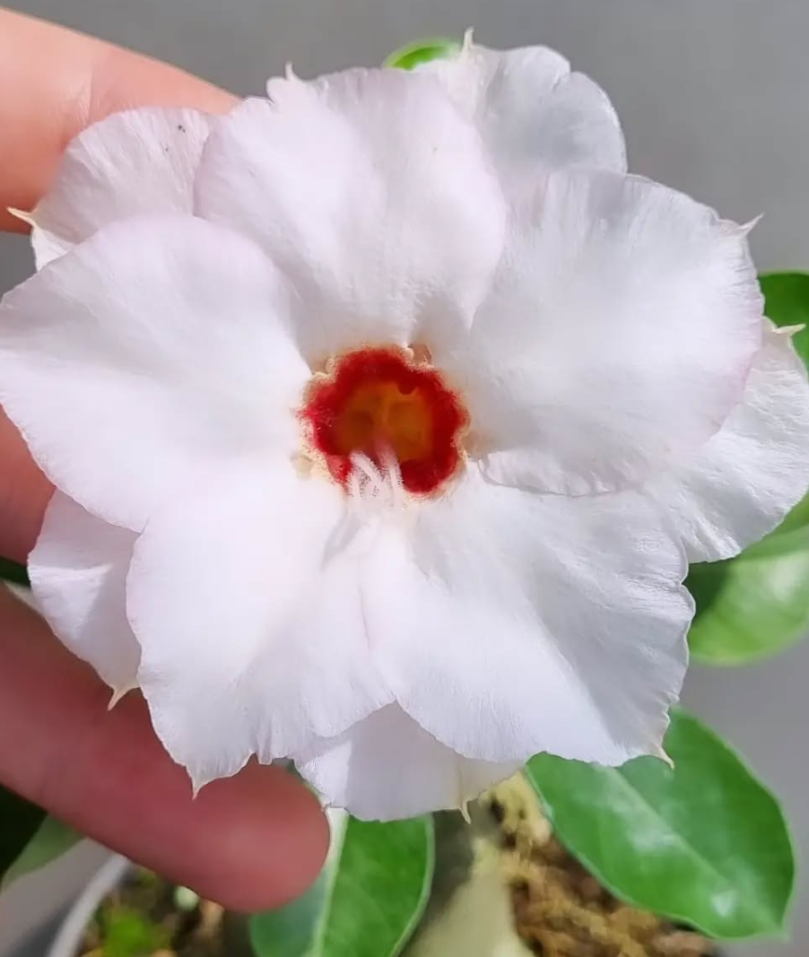 Adenium Bianca 6 Seeds