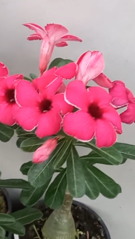Adenium Akira 6 Seeds