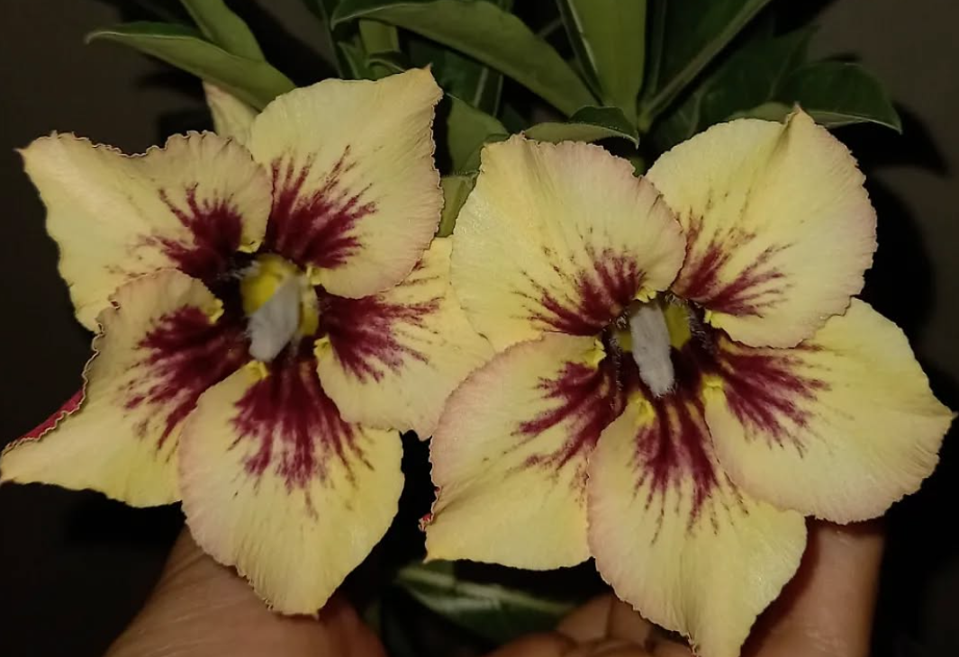 Adenium Veila 6 Seeds