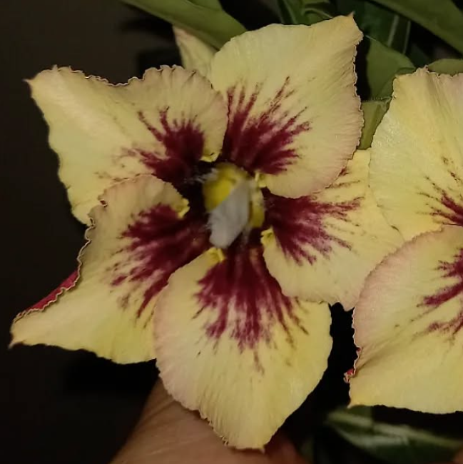 Adenium Veila 6 Seeds