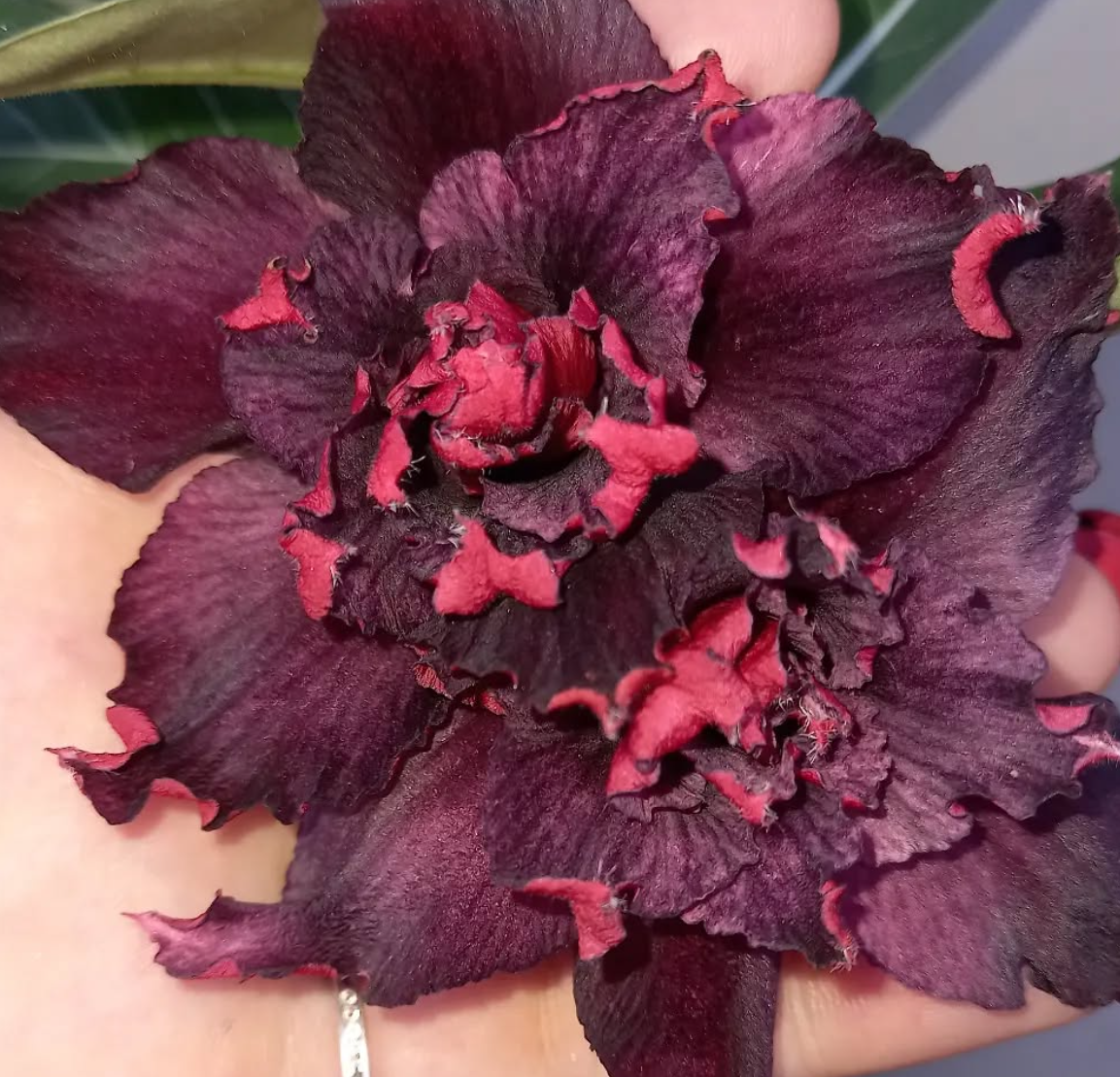 Adenium Deep Night 6 Seeds