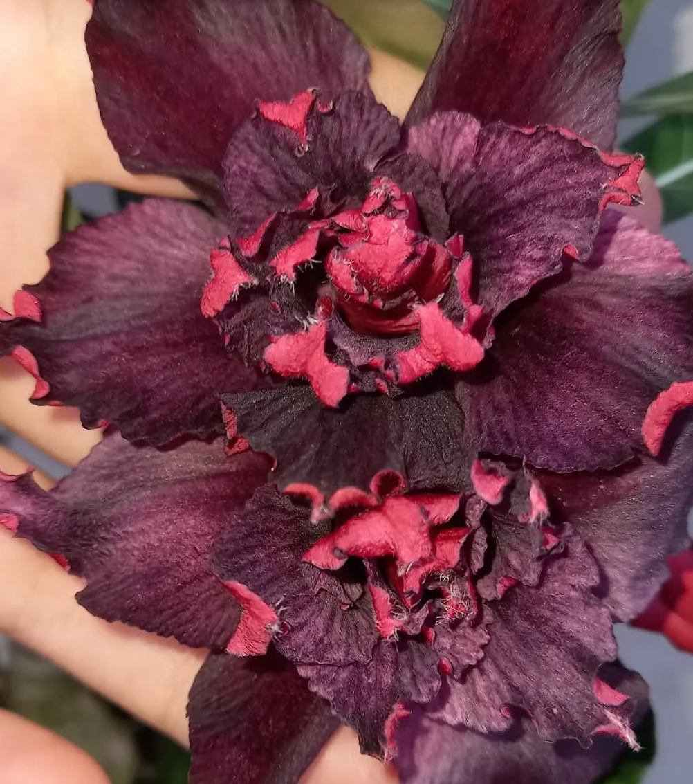 Adenium Deep Night 6 Seeds