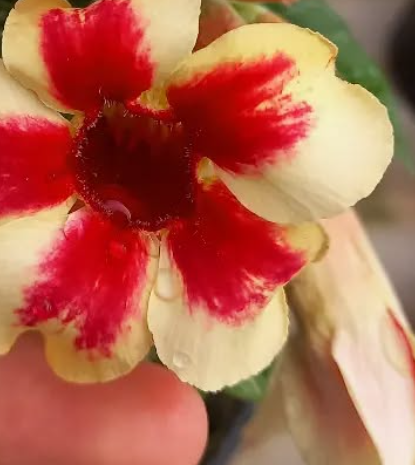 Adenium Star Cluer 6 Seeds