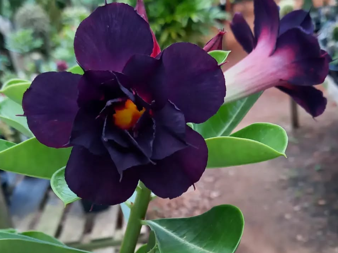 Adenium Otto 6 Seeds