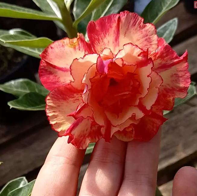 Adenium Royal Sunshine 6 Seeds