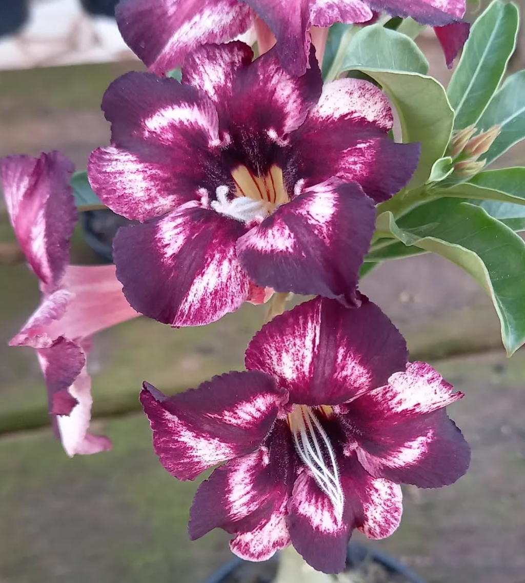Adenium Kenny 6 Seeds