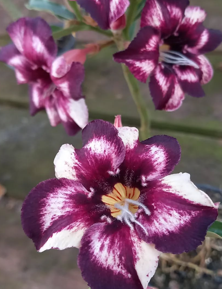 Adenium Kenny 6 Seeds