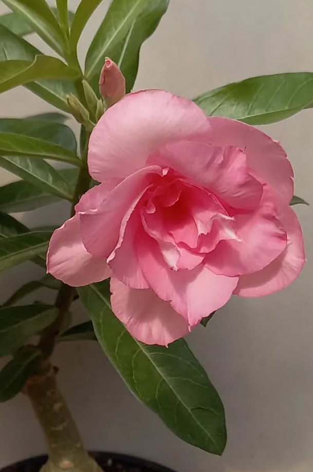 Adenium Rainy Day 6 Seeds