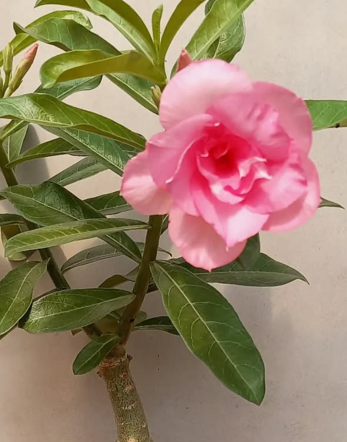 Adenium Rainy Day 6 Seeds