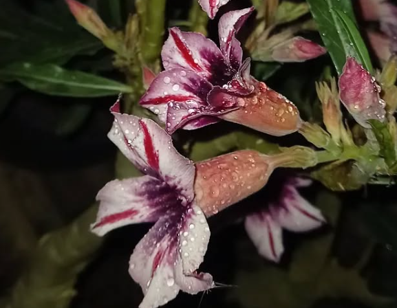 Adenium Evening Breeze 6 Seeds
