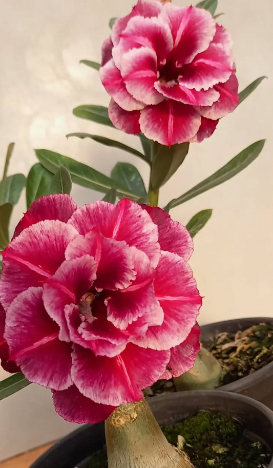 Adenium Aline 6 Seeds
