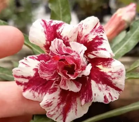Adenium Maiza 6 Seeds