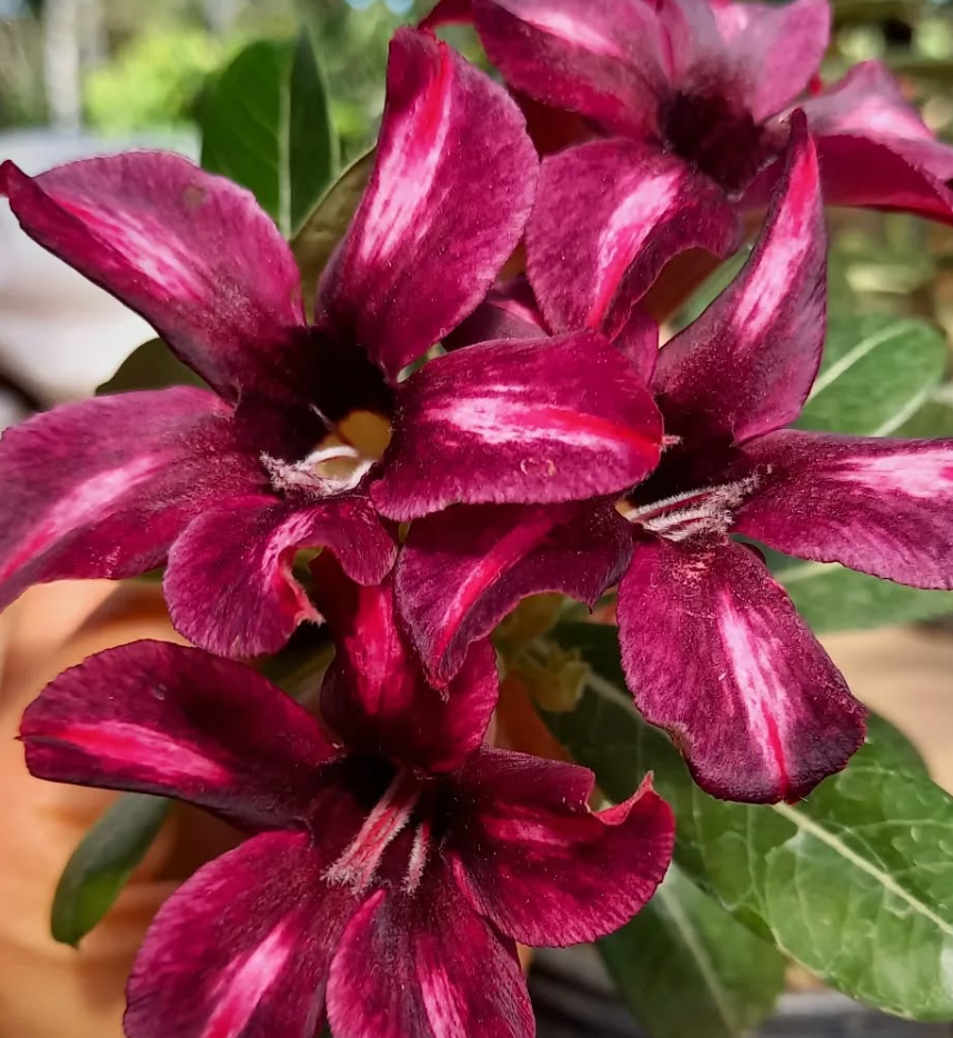Adenium Carolina 6 Seeds
