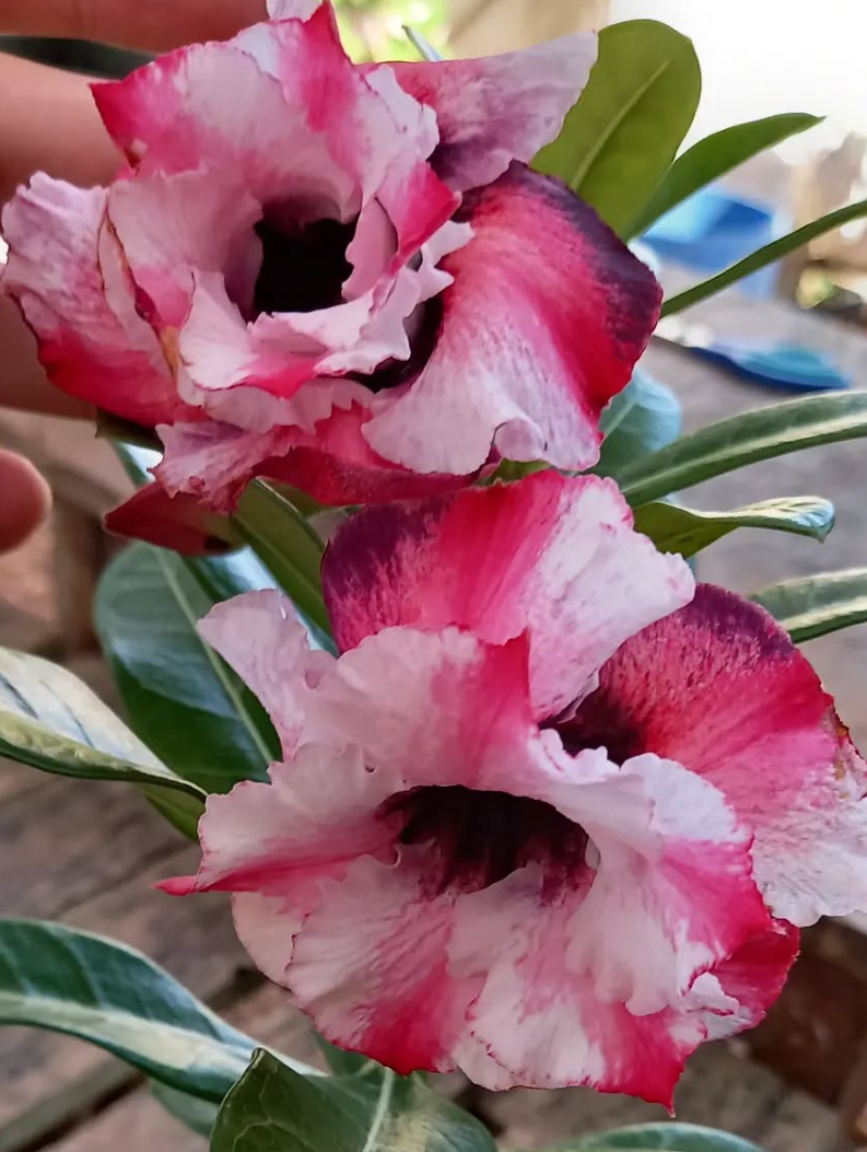 Adenium Rosita 6 Seeds