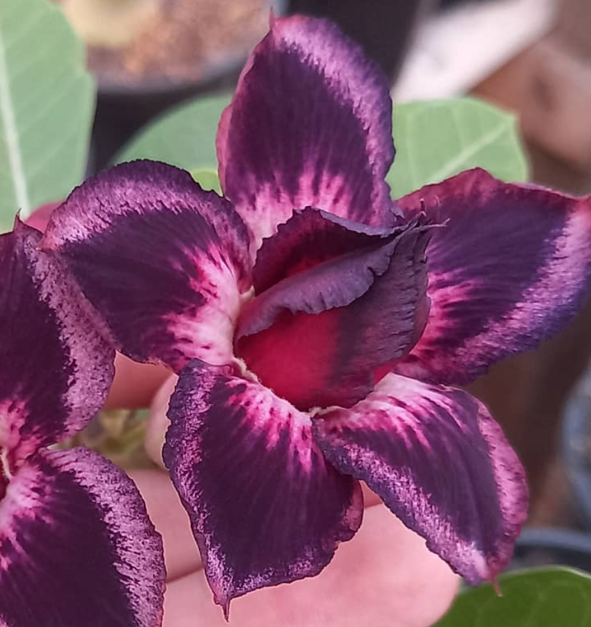 Adenium Teila 6 Seeds