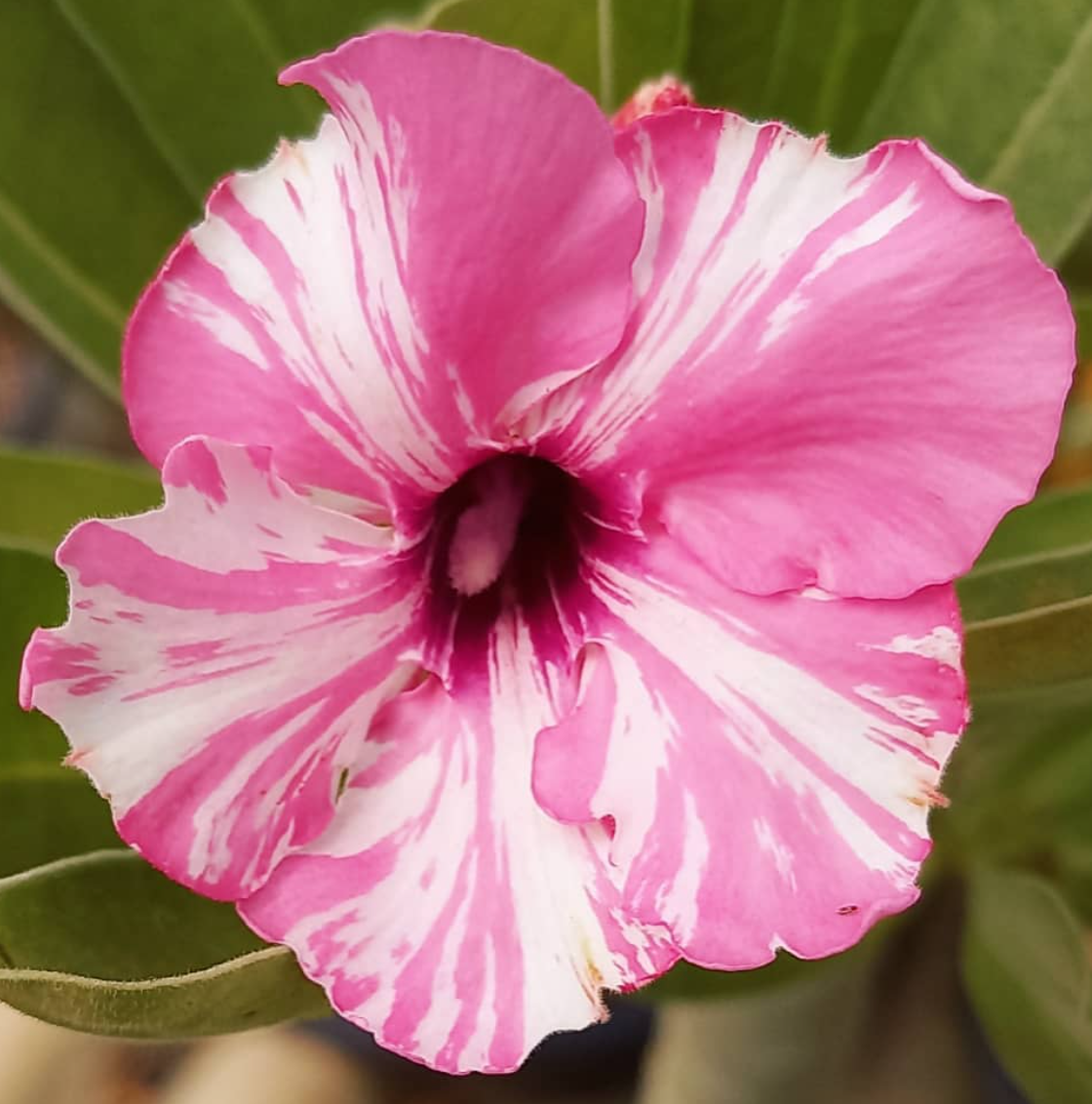 Adenium Cancy Pop 6 Seeds