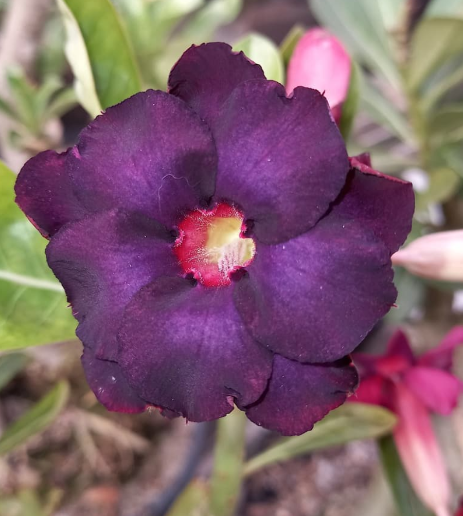 Adenium Boho Dance 6 Seeds