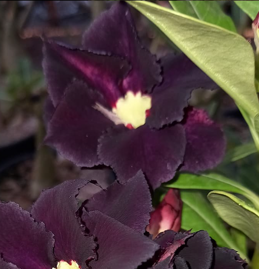 Adenium Benito 6 Seeds