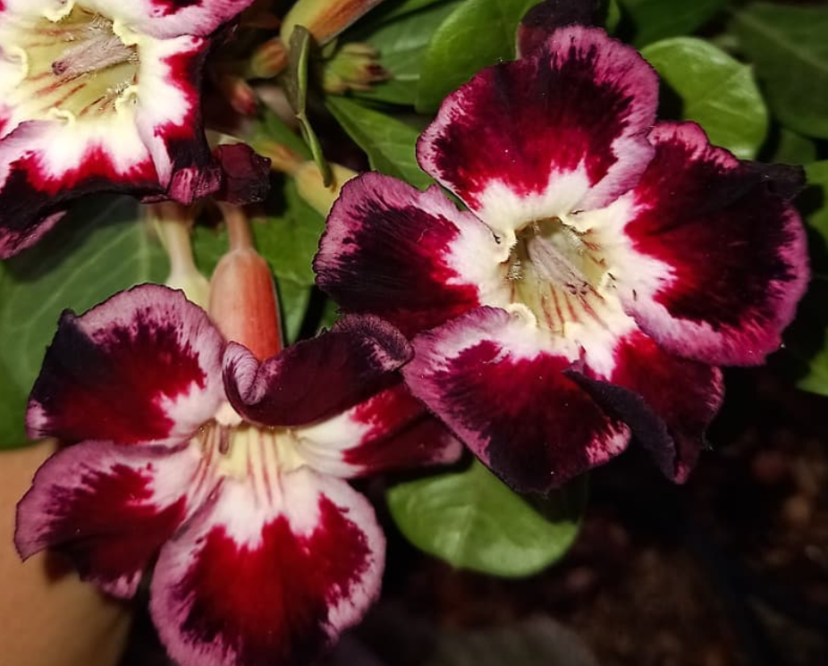 Adenium Black Club 6 Seeds