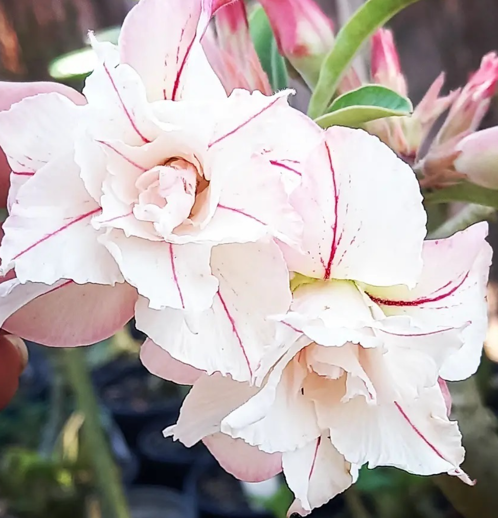 Adenium Russo 6 Seeds