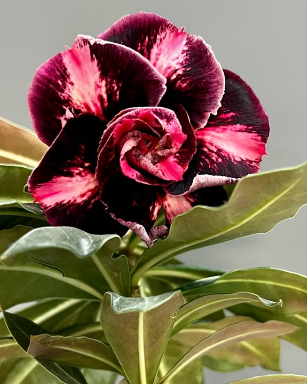 Adenium Lexx 6 Seeds