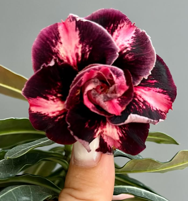 Adenium Lexx 6 Seeds