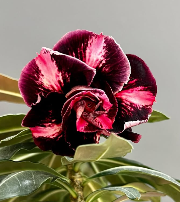 Adenium Lexx 6 Seeds