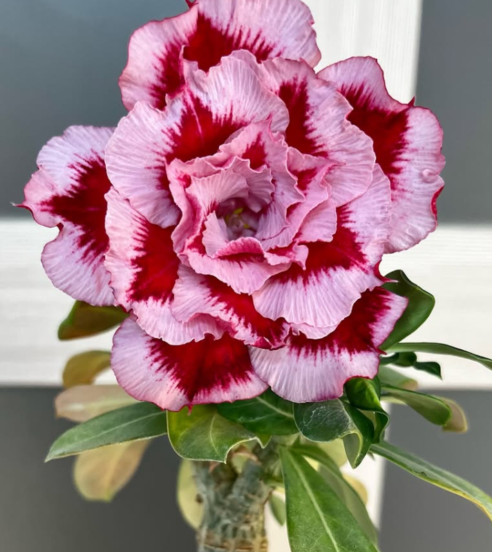 Adenium Yang Ning 6 Seeds