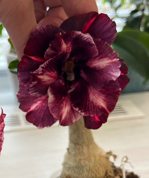 Adenium Trung Tihn 6 Seeds