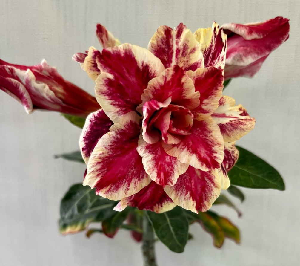 Adenium Hoang An 6 Seeds
