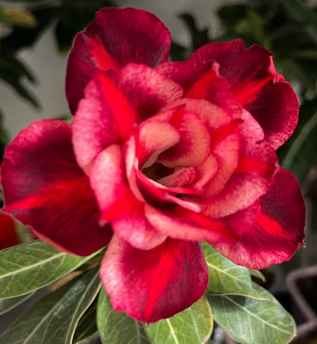 Adenium Colourful 6 Seeds