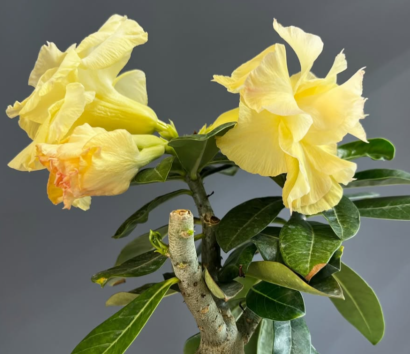 Adenium Golden Dragon 6 Seeds