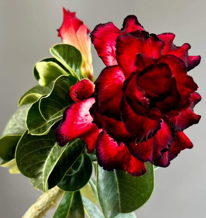 Adenium Mascara 6 Seeds
