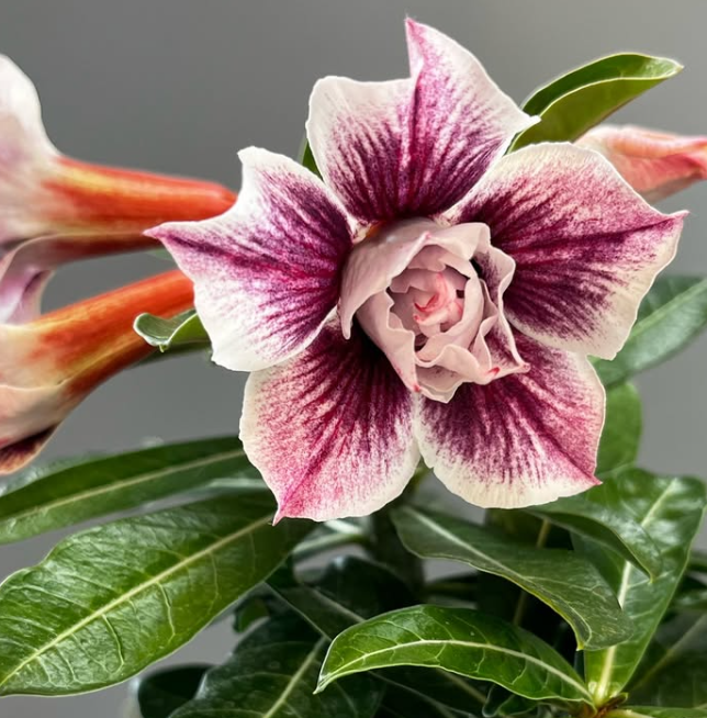 Adenium Blue Tear’s 6 Seeds