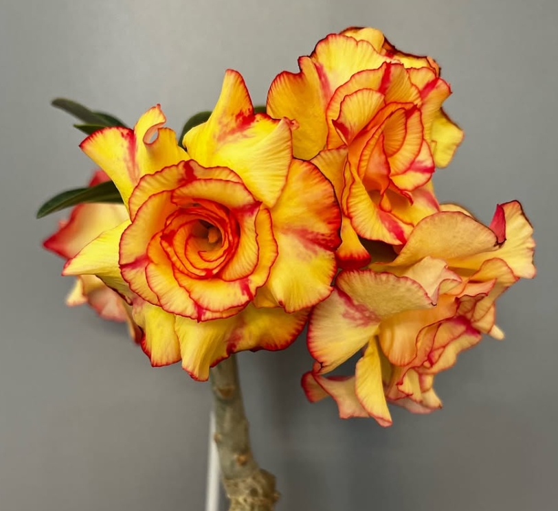 Adenium Love Forever 6 Seeds