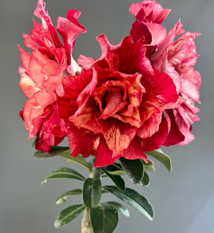 Adenium Ceaser 6 Seeds