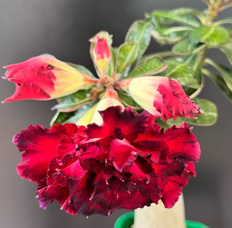 Adenium Seven Fairy 6 Seeds