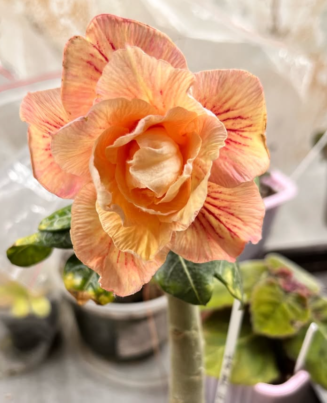 Adenium Crown Princess 6 Seeds