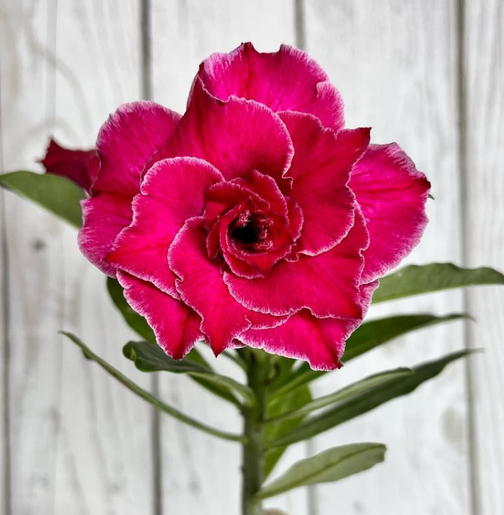 Adenium Entrancing 6 Seeds