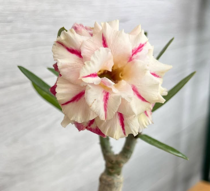 Adenium Frodo 6 Seeds