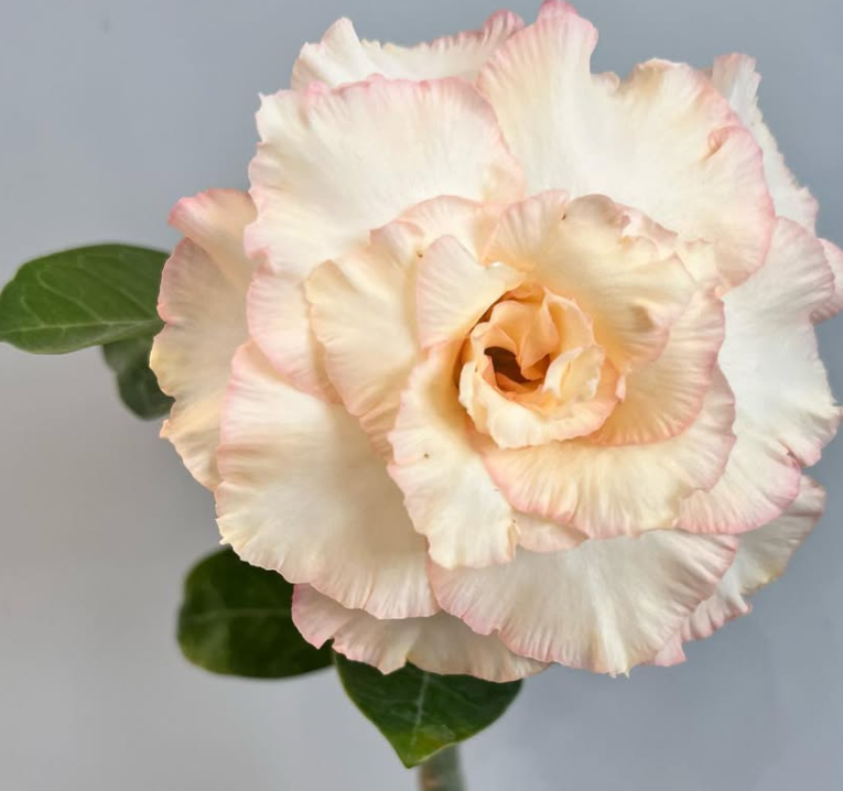 Adenium Coral Angel 6 Seeds