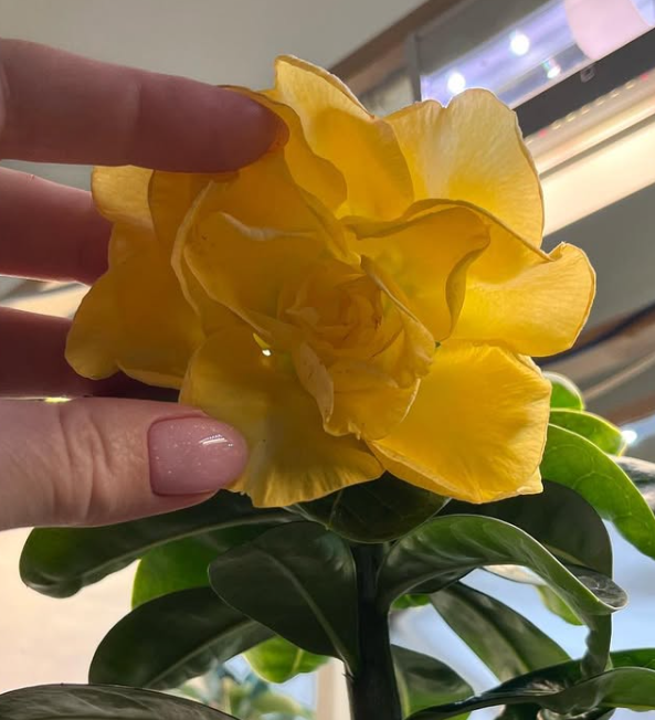 Adenium Ji Zhi 6 Seeds